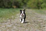 BOSTON TERRIER 198